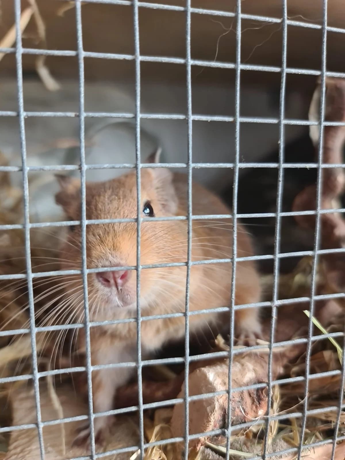 Brain, male senior Mixed Breed for adoption at Deguhilfe Süd e.V., Obermichelbach