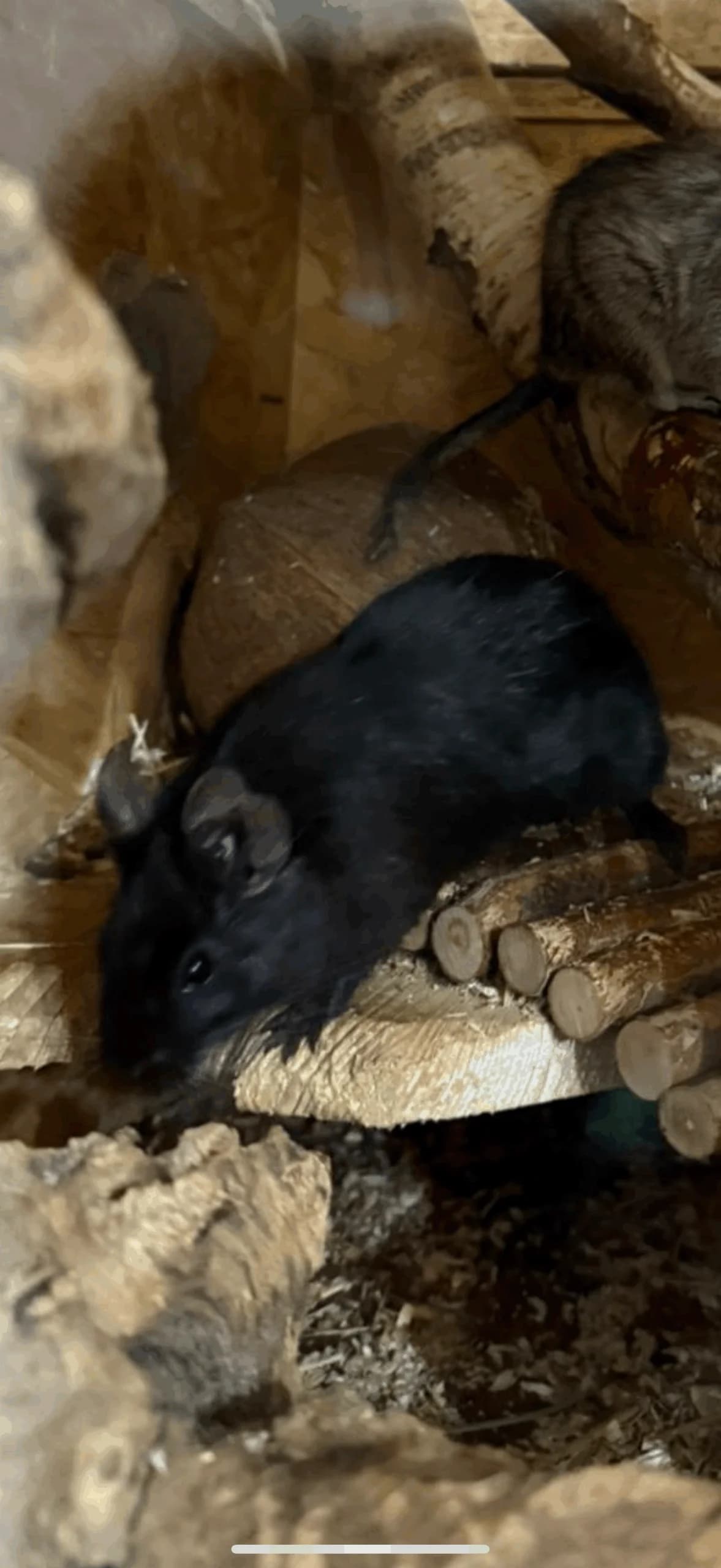 Cindy, female 5yo Mixed Breed for adoption at Deguhilfe Süd e.V., Obermichelbach