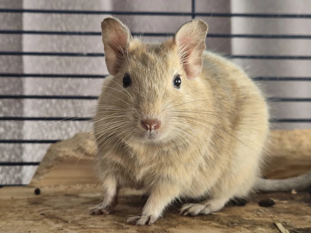 Sandy, male young Mixed Breed for adoption at Deguhilfe Süd e.V., Obermichelbach