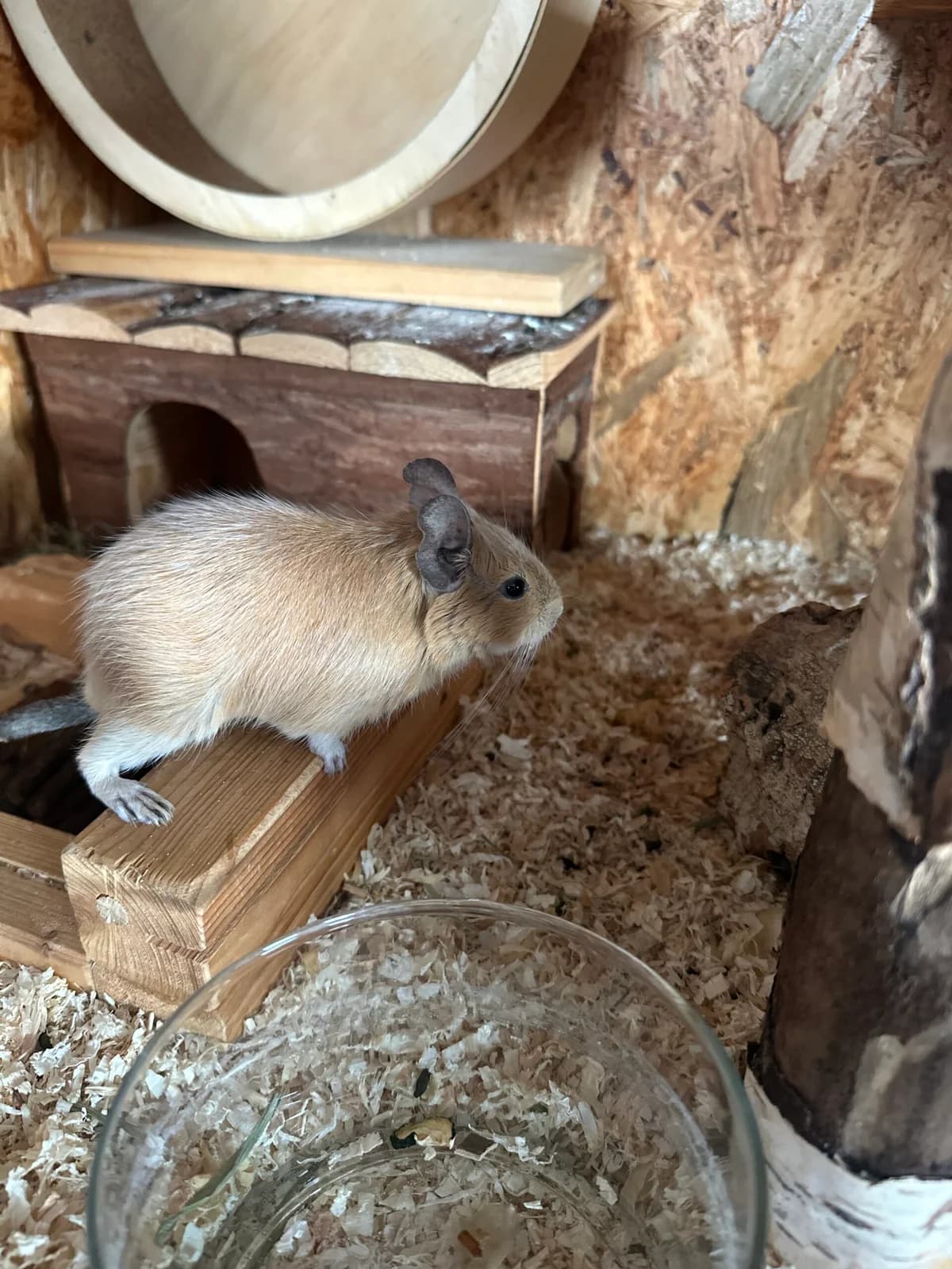 Peanut, female 5yo Mixed Breed for adoption at Deguhilfe Süd e.V., Obermichelbach