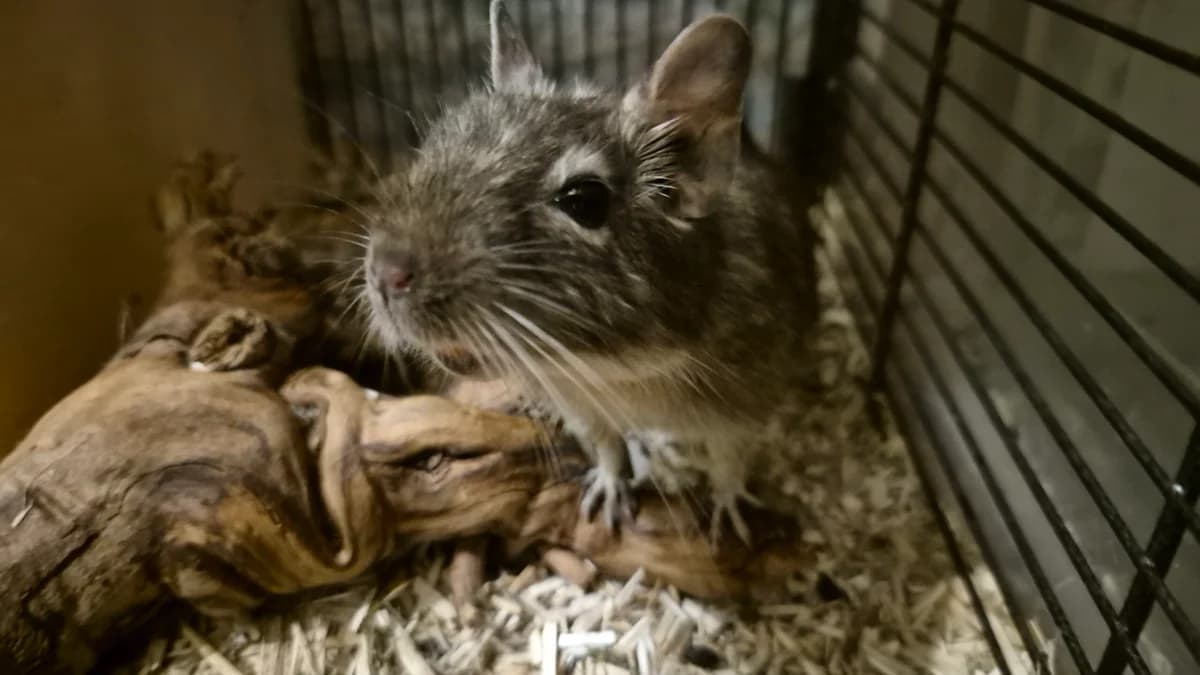 Schöni, female senior Mixed Breed for adoption at Deguhilfe Süd e.V., Obermichelbach