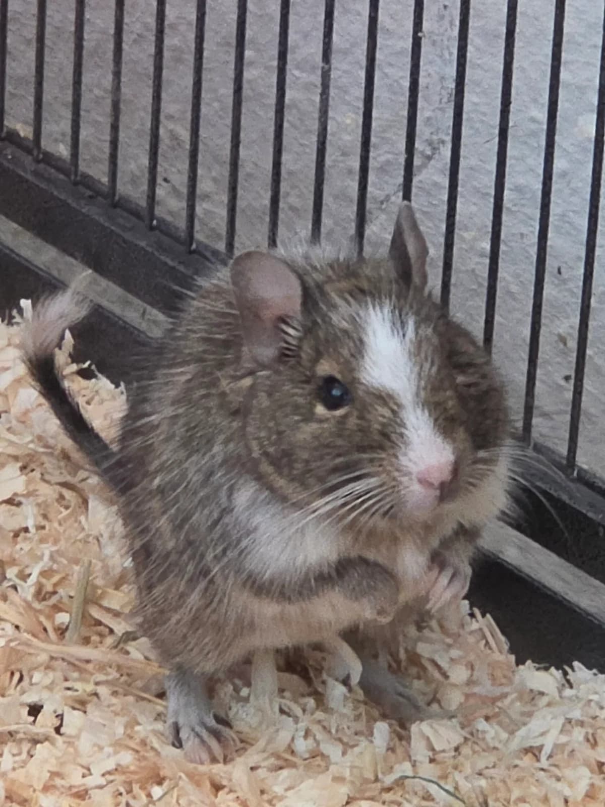 Maya, female young Mixed Breed for adoption at Deguhilfe Süd e.V., Obermichelbach