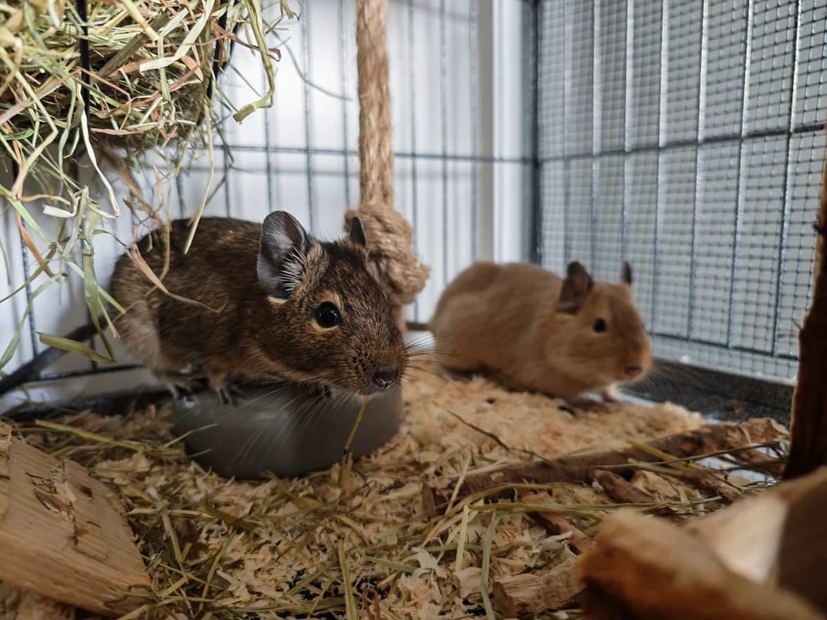 Zwei Jungs aus Mainburg, female Mixed Breed for adoption at Deguhilfe Süd e.V., Obermichelbach