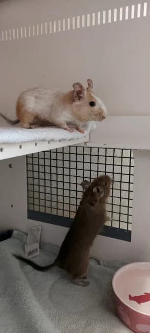 Duo aus Heilbronn, female 3yo Mixed Breed for adoption at Deguhilfe Süd e.V., Obermichelbach