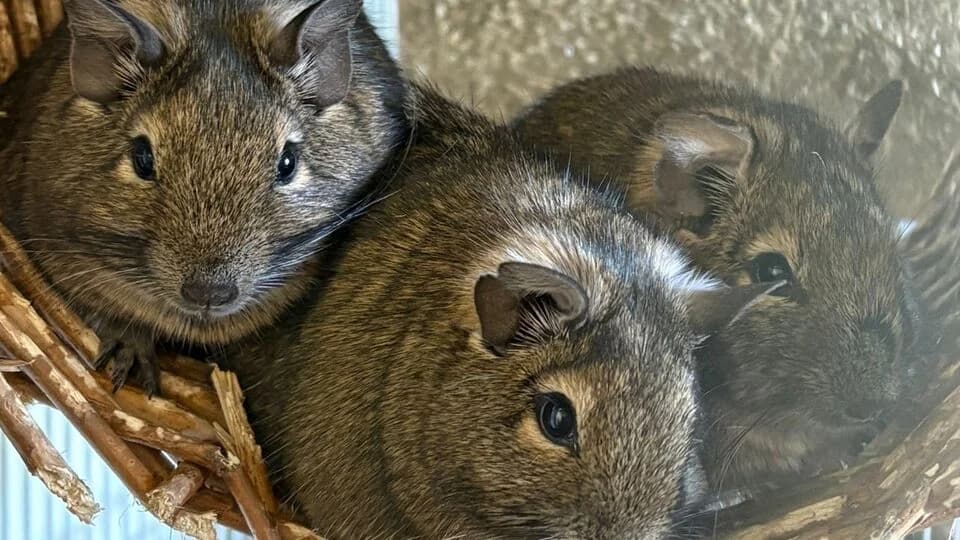 Drei Mädels aus Lustadt, female 5yo Mixed Breed for adoption at Deguhilfe Süd e.V., Obermichelbach