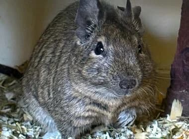Zwei Mädels aus Lustadt, young Mixed Breed for adoption at Deguhilfe Süd e.V., Obermichelbach