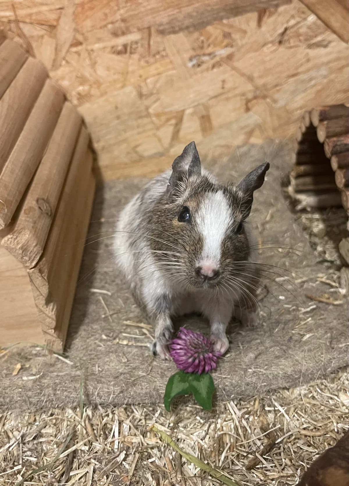 Freddie, female Mixed Breed for adoption at Deguhilfe Süd e.V., Obermichelbach