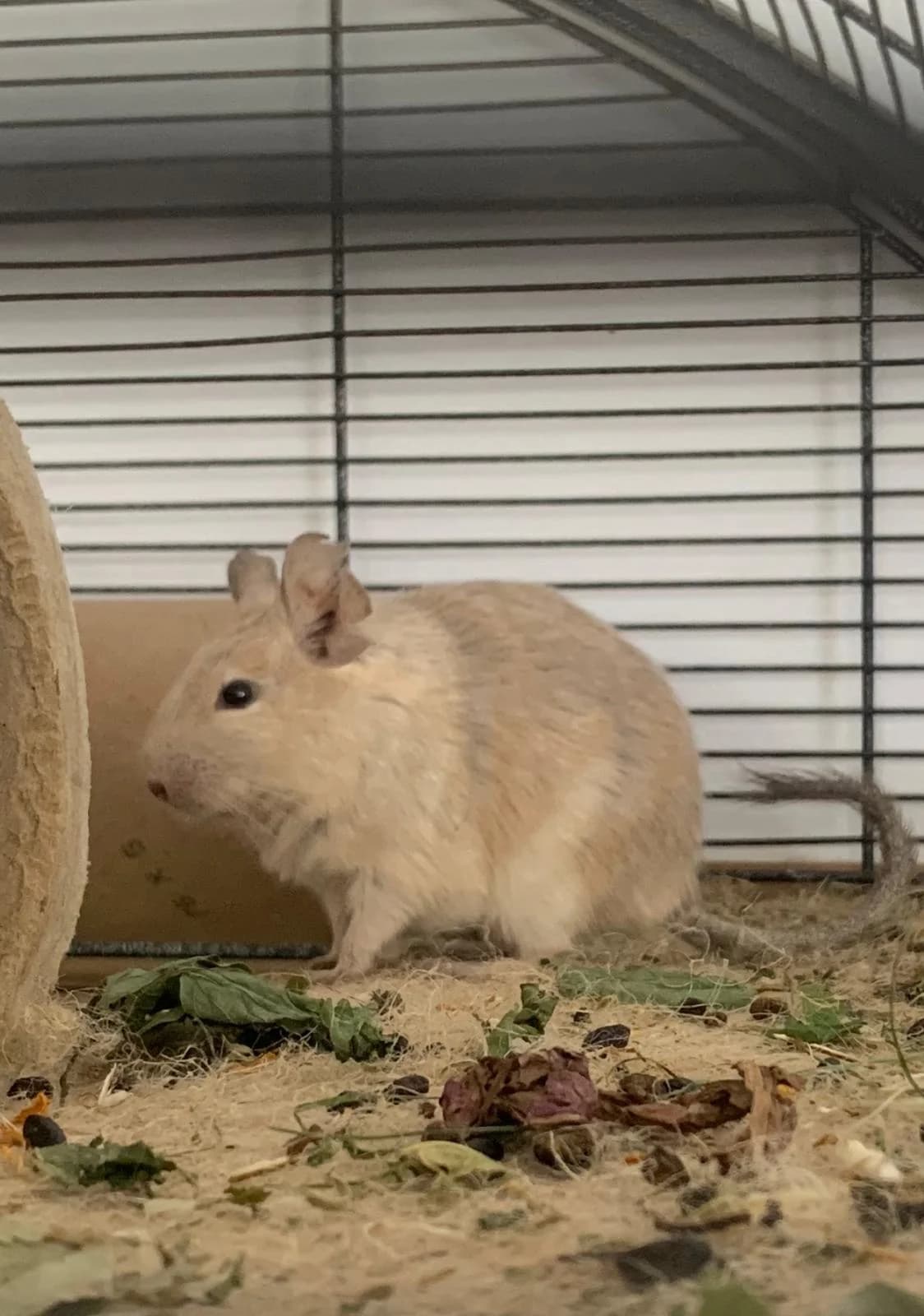 Winnie, female Mixed Breed for adoption at Deguhilfe Süd e.V., Obermichelbach