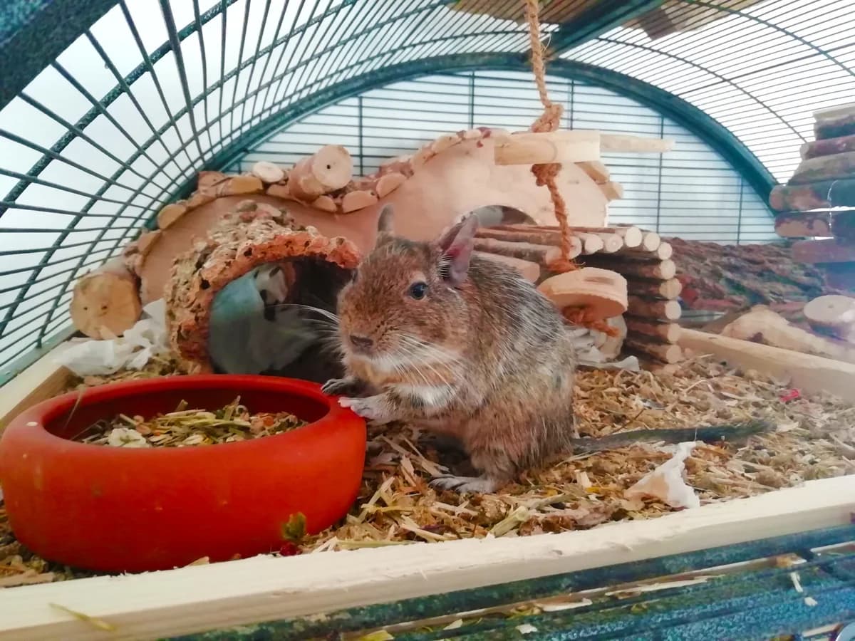 Twix, 3yo Mixed Breed for adoption at Deguhilfe Süd e.V., Obermichelbach