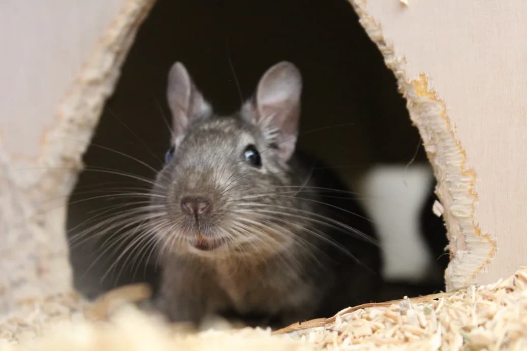 Frodoline, Gandolfine und Merry, 3yo Mixed Breed for adoption at Deguhilfe Süd e.V., Obermichelbach