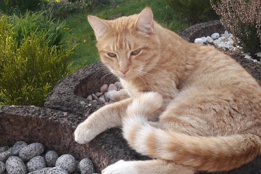 Sammy, male Mixed Breed for adoption at Vereinigung der Katzenfreunde e.V. (deutscher Katzenschutzbund)