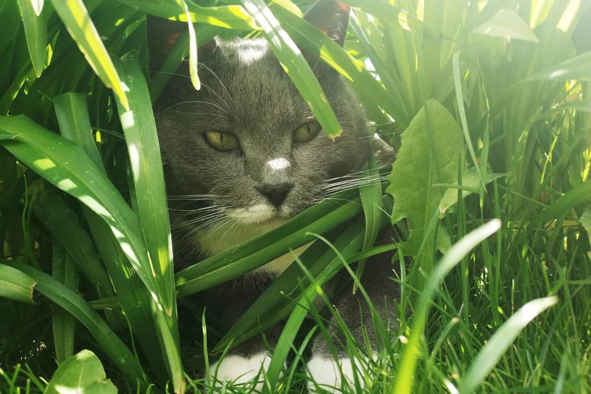 Smilla, female Mixed Breed for adoption at Vereinigung der Katzenfreunde e.V. (deutscher Katzenschutzbund)