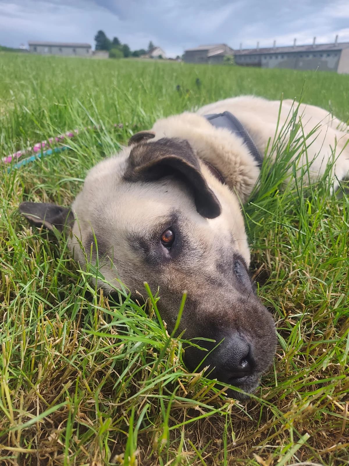 Ares, male Mixed Breed for adoption at TSV Die Seelentröster - Tiere helfen Menschen e.V.