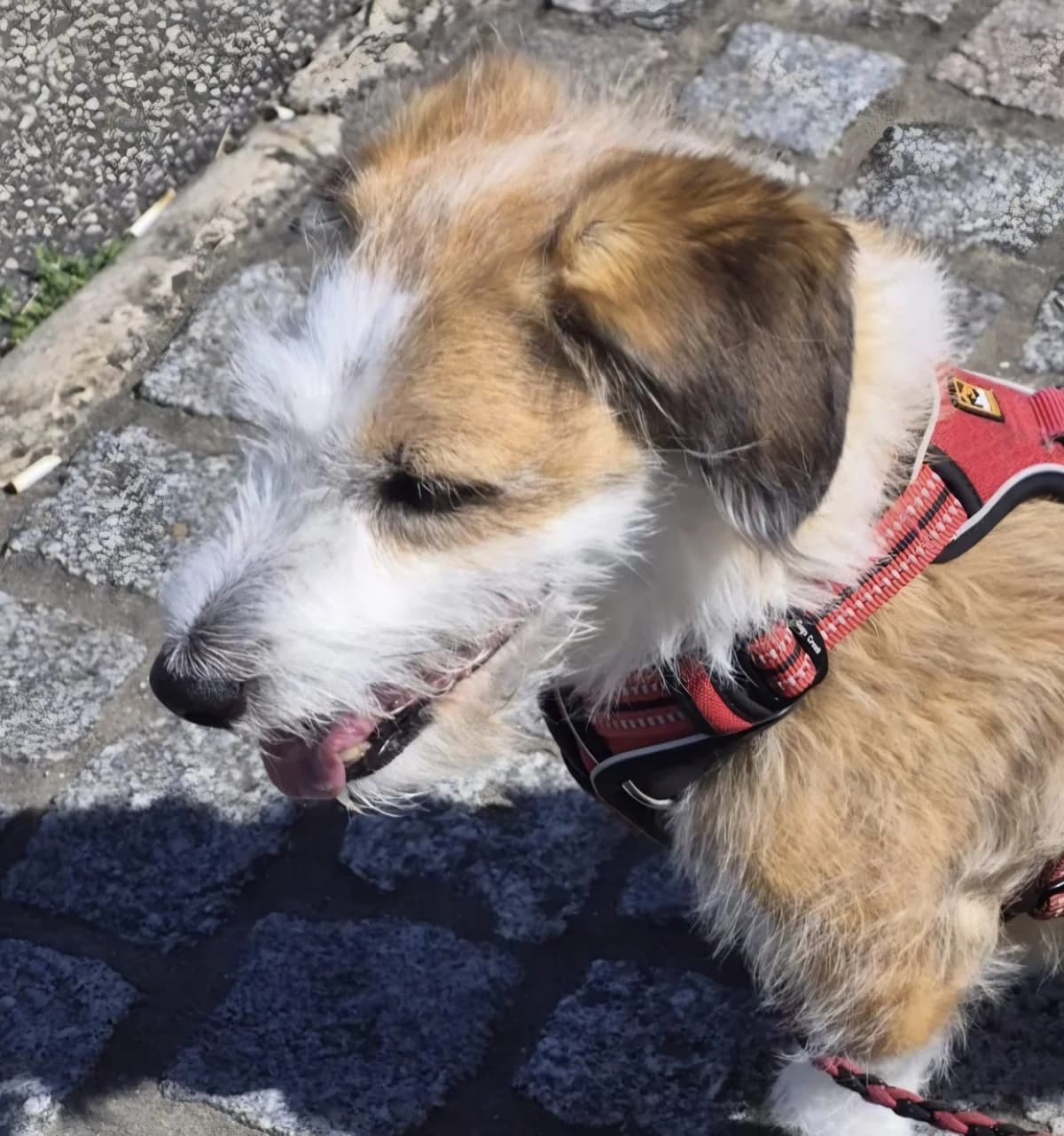 Gina, female Mixed Breed for adoption at TSV Die Seelentröster - Tiere helfen Menschen e.V.