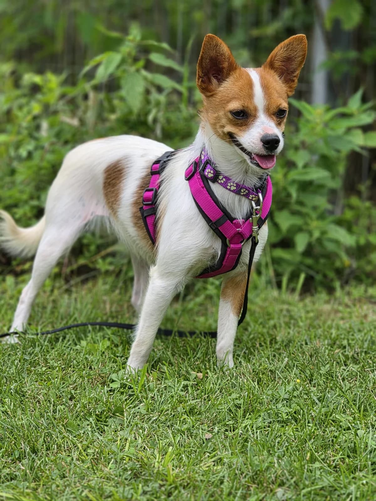 Mara, female Mixed Breed for adoption at TSV Die Seelentröster - Tiere helfen Menschen e.V.