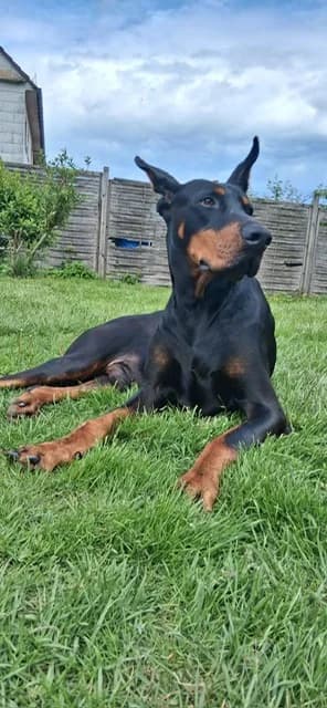Albert, male Doberman for adoption at Dobermann-Nothilfe Mudersbach, Mudersbach