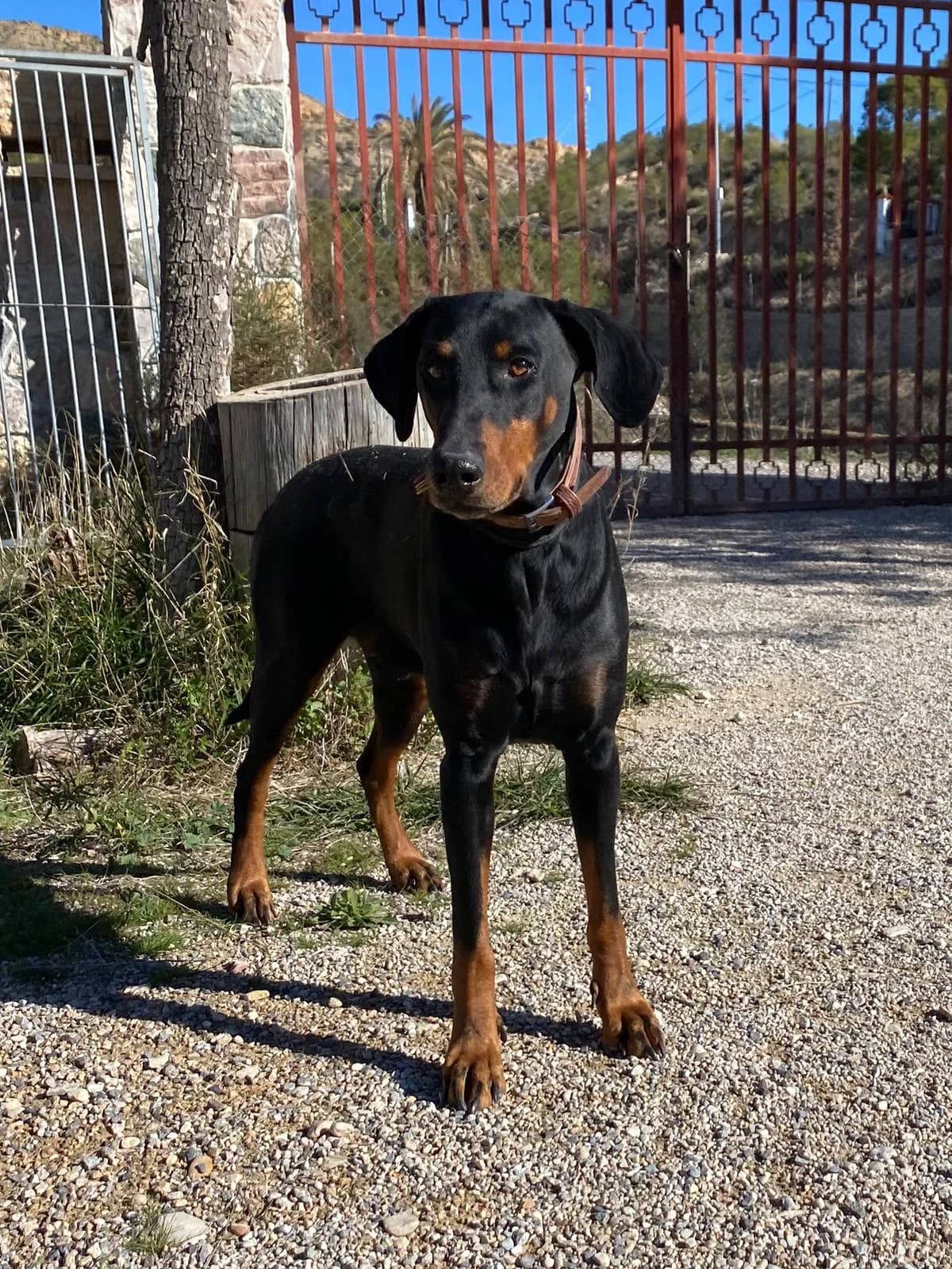 Apollo, male 7yo Doberman for adoption at Dobermann-Nothilfe Mudersbach, Mudersbach