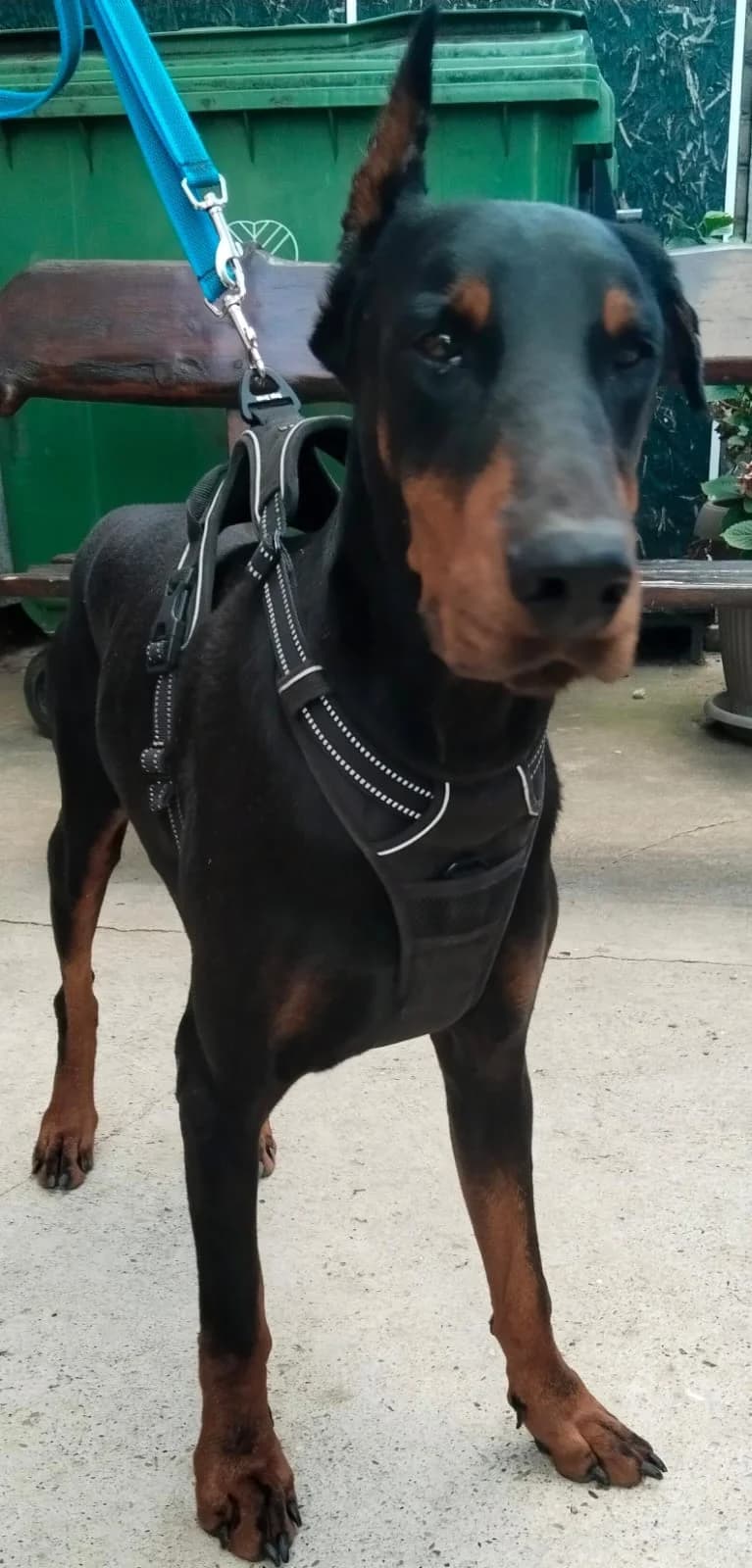 Barney, male Doberman for adoption at Dobermann-Nothilfe Mudersbach, Mudersbach