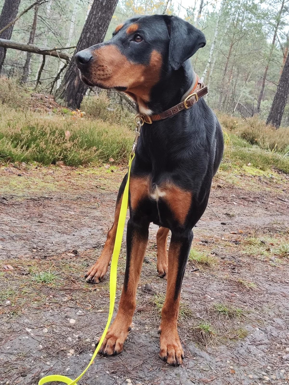 Benny, male 5yo Doberman for adoption at Dobermann-Nothilfe Mudersbach, Mudersbach