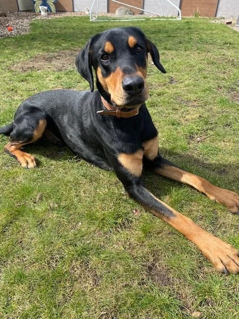 Chase, male 6yo Doberman for adoption at Dobermann-Nothilfe Mudersbach, Mudersbach