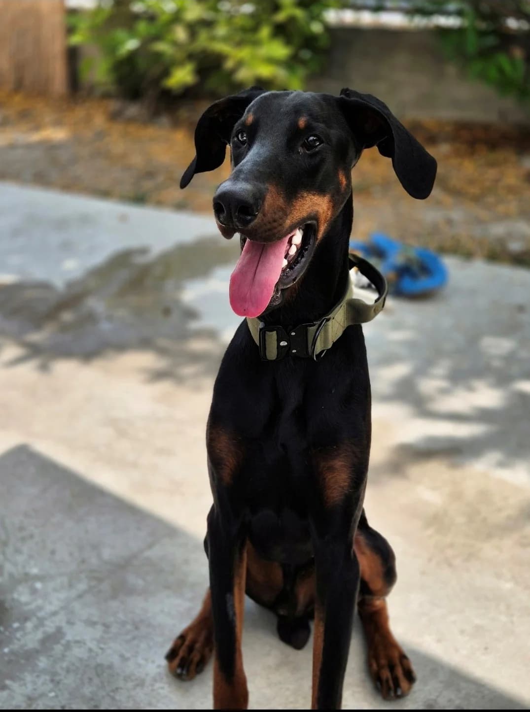 Cooper, male 6yo Doberman for adoption at Dobermann-Nothilfe Mudersbach, Mudersbach