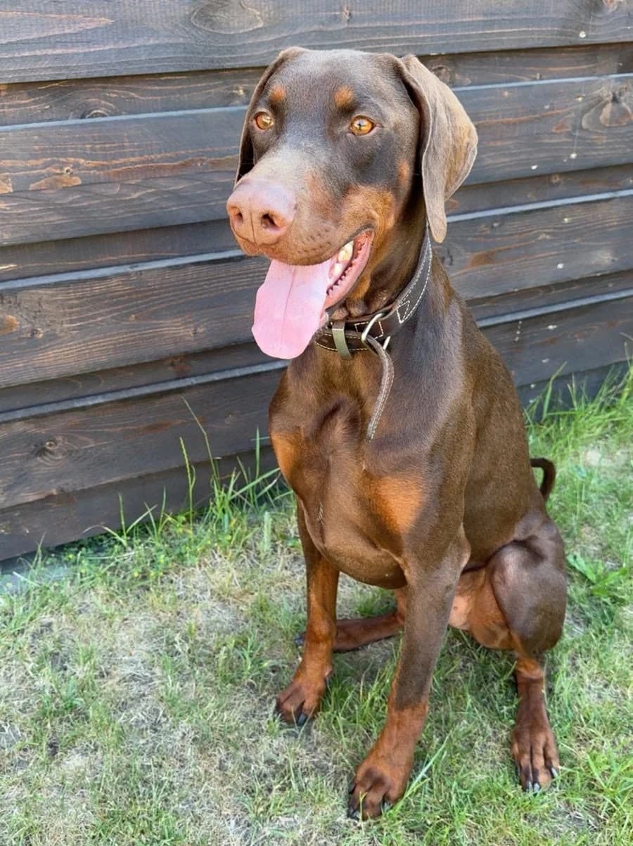 Gizmo, male 3yo Doberman for adoption at Dobermann-Nothilfe Mudersbach, Mudersbach