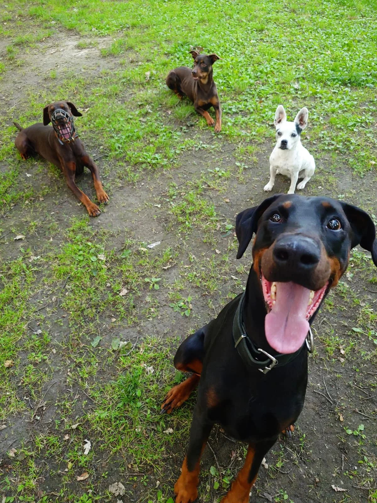 Hades, male 6yo Doberman for adoption at Dobermann-Nothilfe Mudersbach, Mudersbach