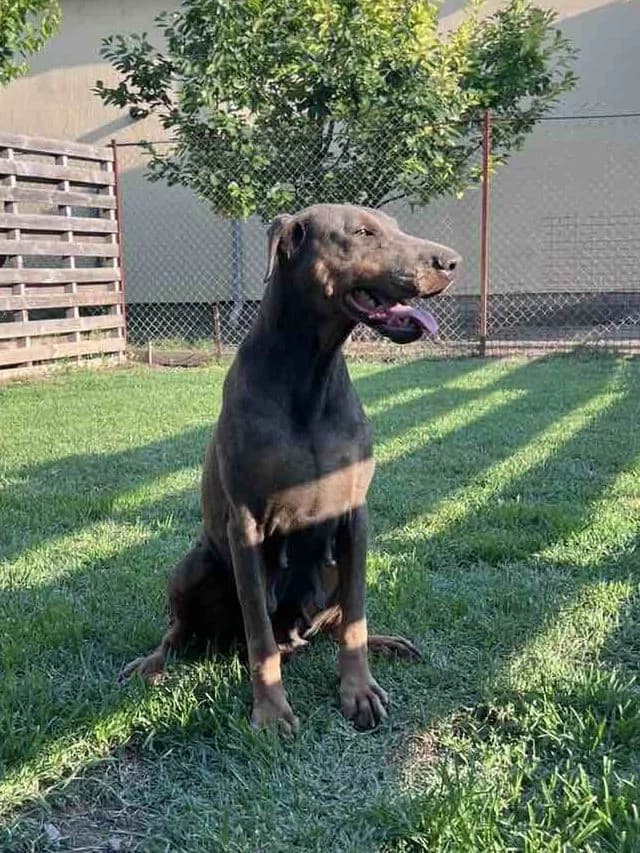 Isabella, female young Doberman for adoption at Dobermann-Nothilfe Mudersbach, Mudersbach