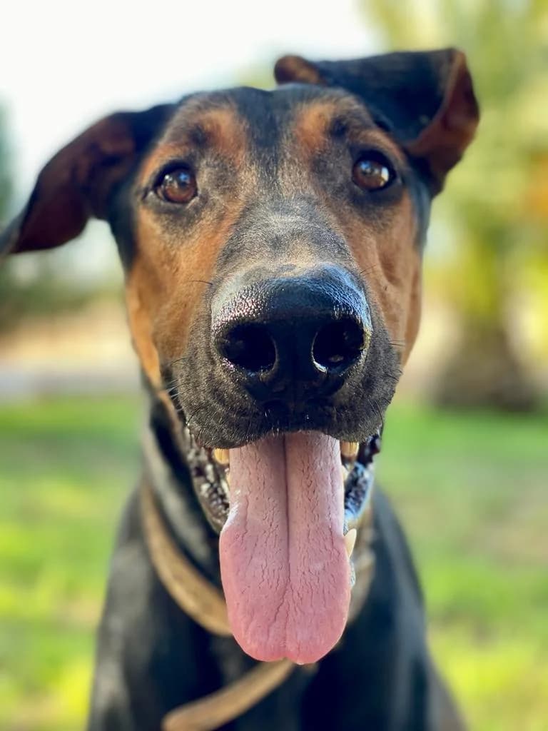Jonny, male 6yo Doberman for adoption at Dobermann-Nothilfe Mudersbach, Mudersbach