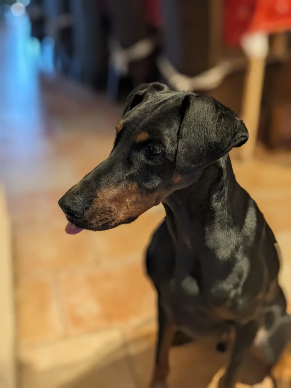 Kenzo, male senior Doberman for adoption at Dobermann-Nothilfe Mudersbach, Mudersbach
