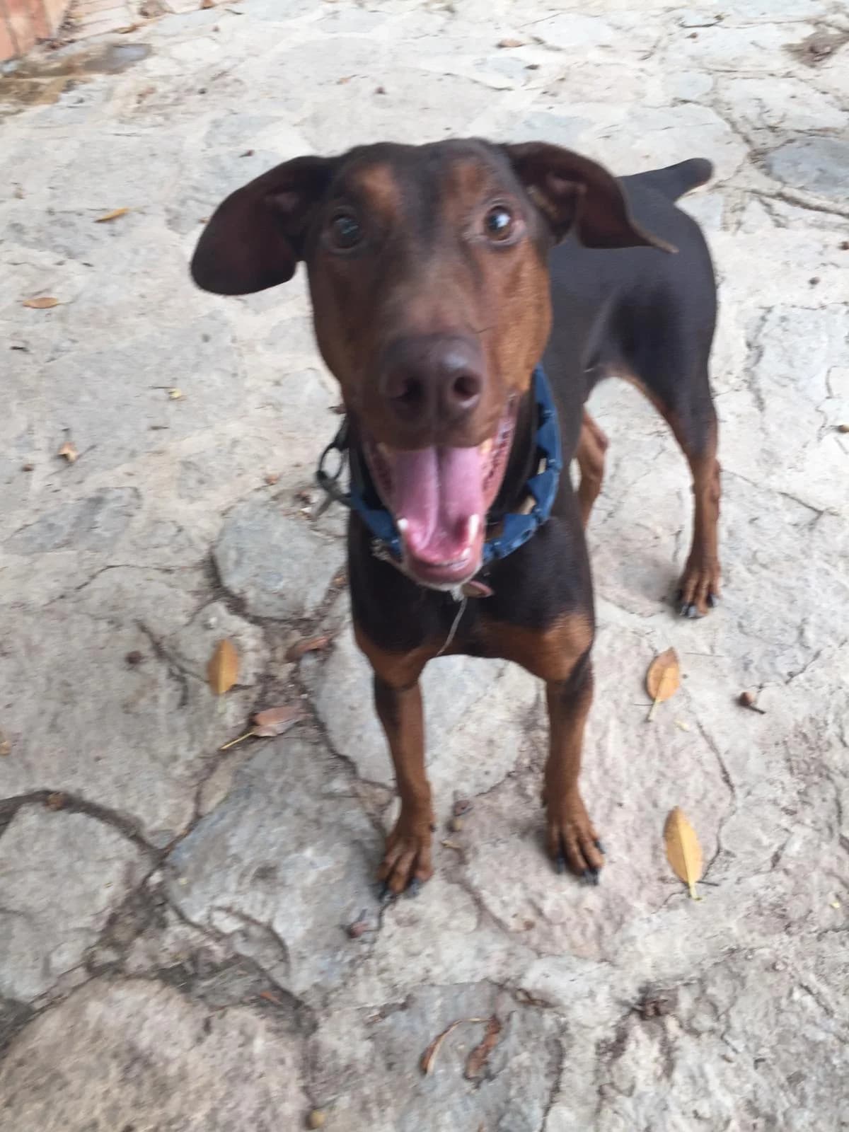 Luca, male Doberman for adoption at Dobermann-Nothilfe Mudersbach, Mudersbach
