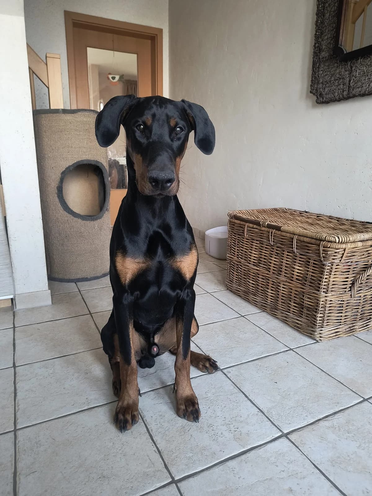 Lukass, male young Doberman for adoption at Dobermann-Nothilfe Mudersbach, Mudersbach