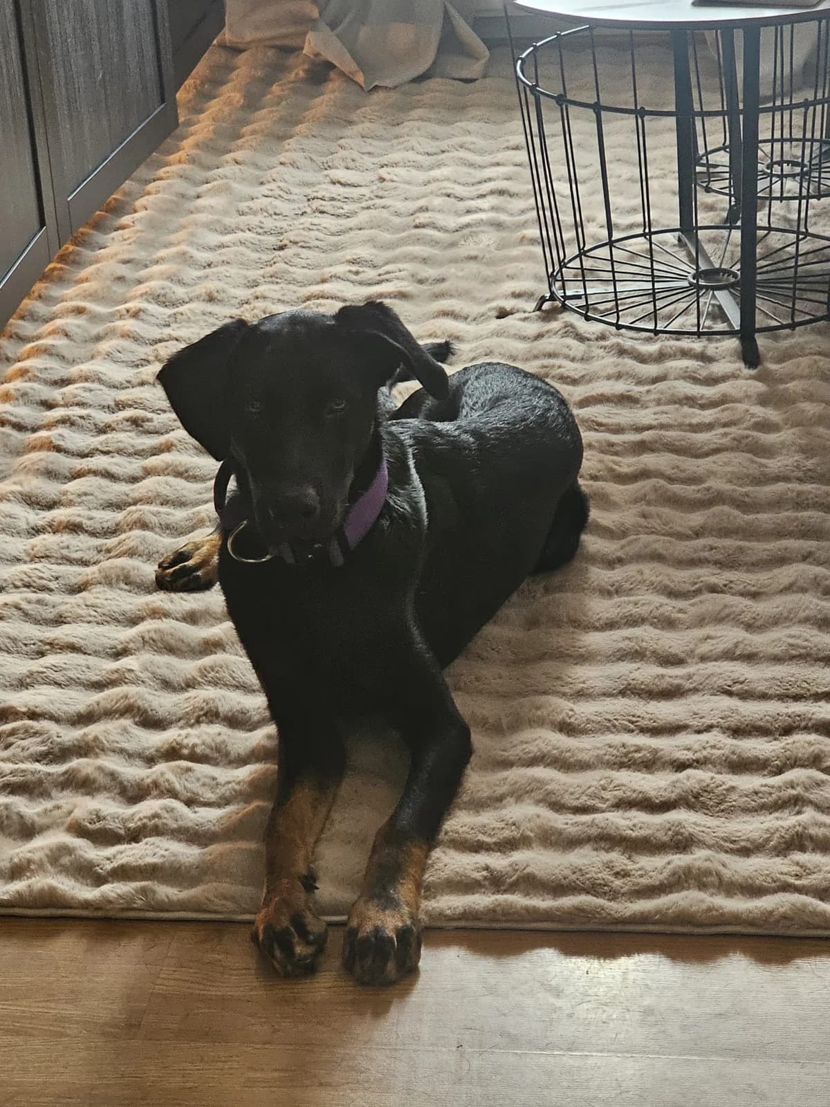 Max, male puppy Doberman for adoption at Dobermann-Nothilfe Mudersbach, Mudersbach