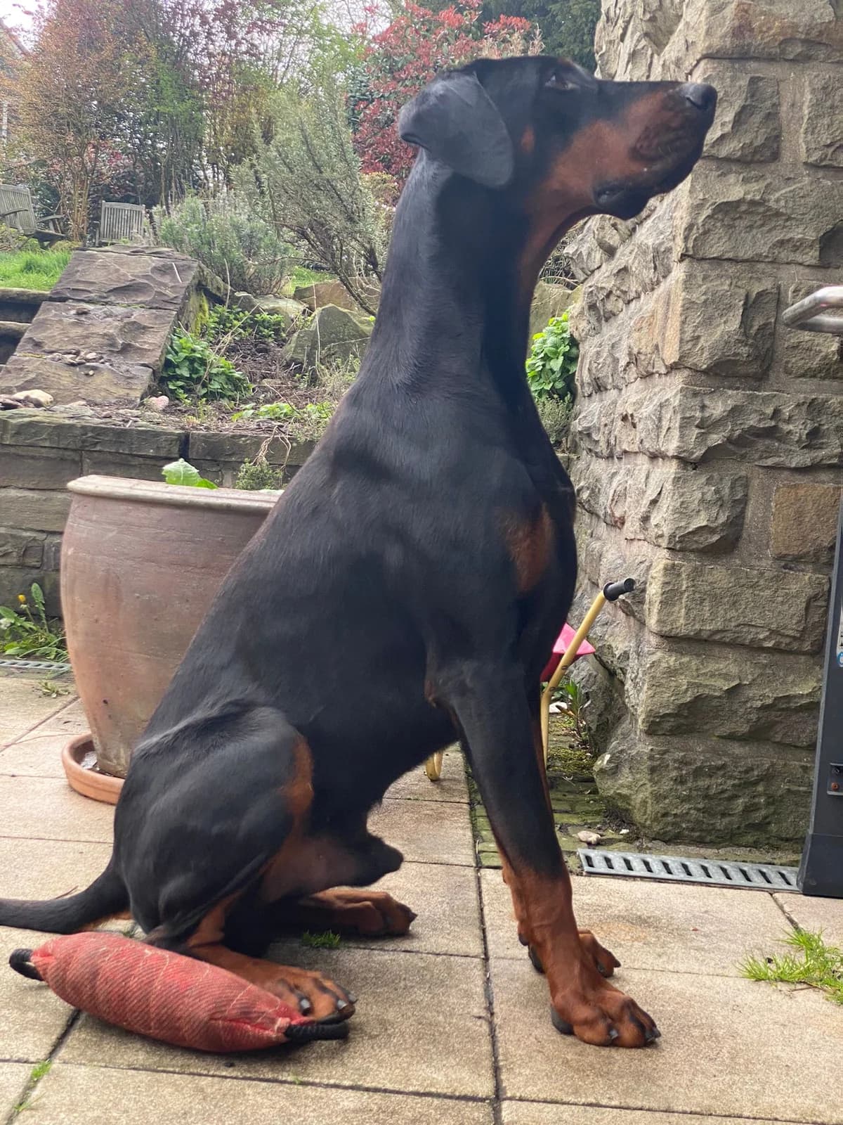 Osho, male 4yo Doberman for adoption at Dobermann-Nothilfe Mudersbach, Mudersbach