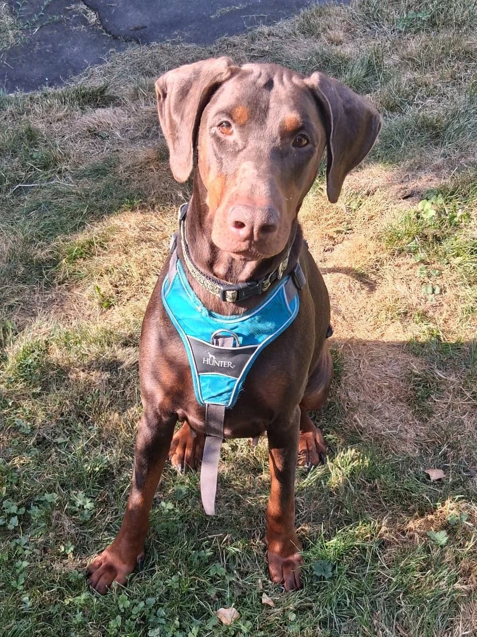 Peach Pie, female 3yo Doberman for adoption at Dobermann-Nothilfe Mudersbach, Mudersbach