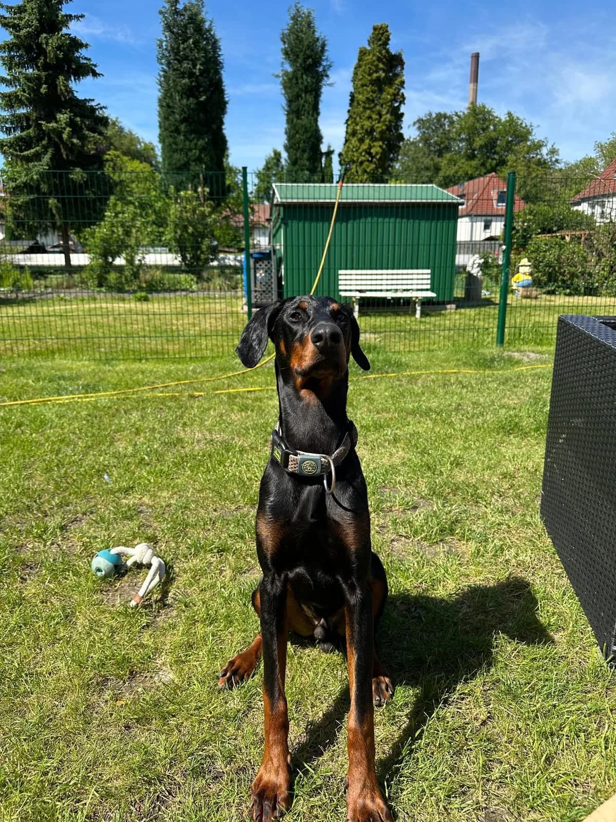 Pumpkin, male puppy Doberman for adoption at Dobermann-Nothilfe Mudersbach, Mudersbach