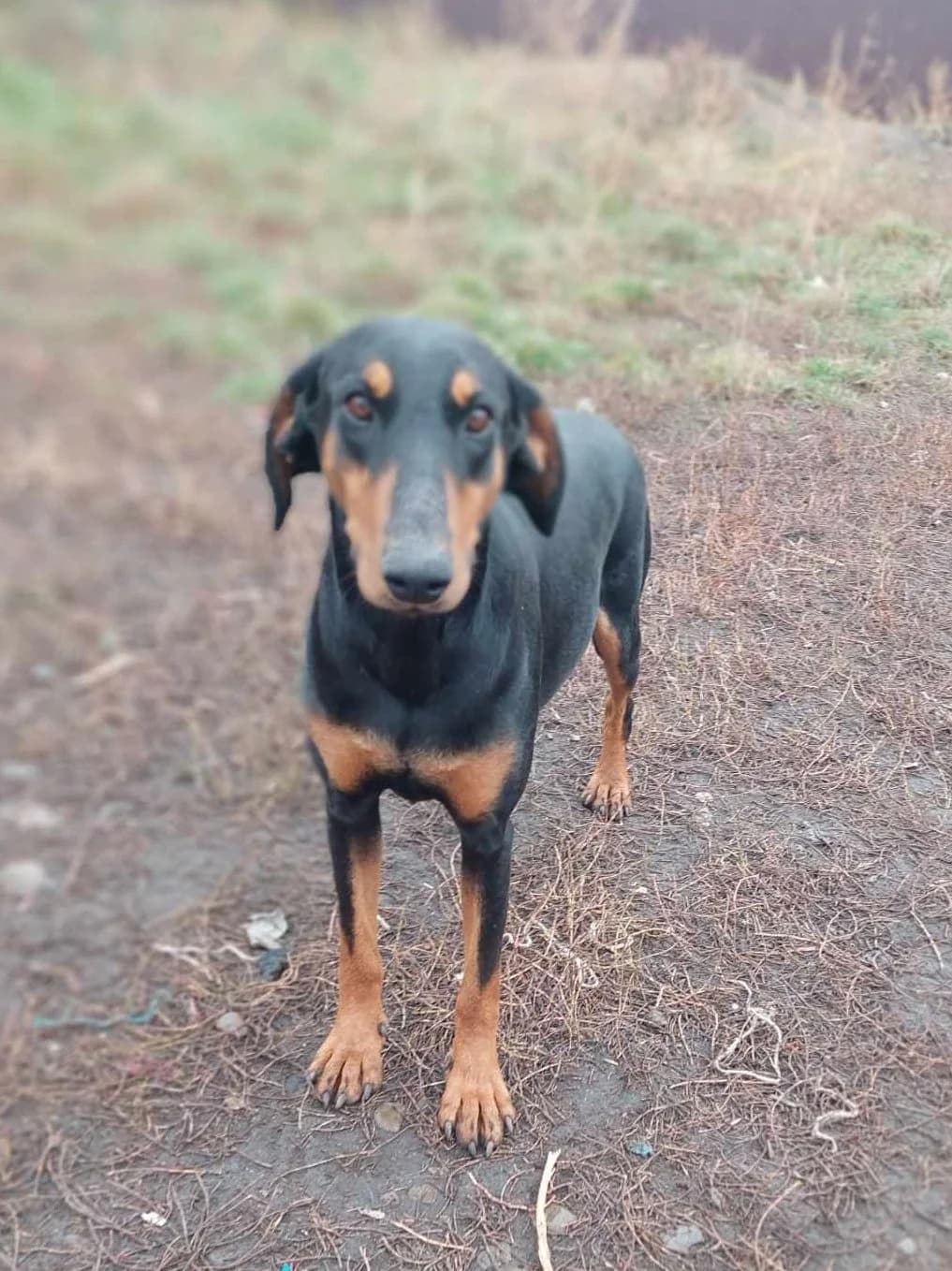 Saskita, female Doberman for adoption at Dobermann-Nothilfe Mudersbach, Mudersbach