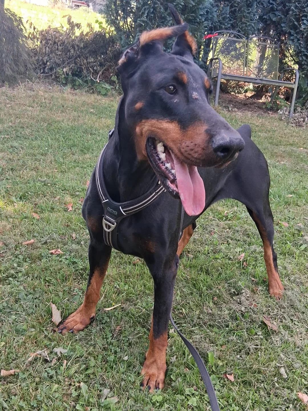 Sina, male young Doberman for adoption at Dobermann-Nothilfe Mudersbach, Mudersbach