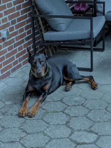 Somaee, male 4yo Doberman for adoption at Dobermann-Nothilfe Mudersbach, Mudersbach
