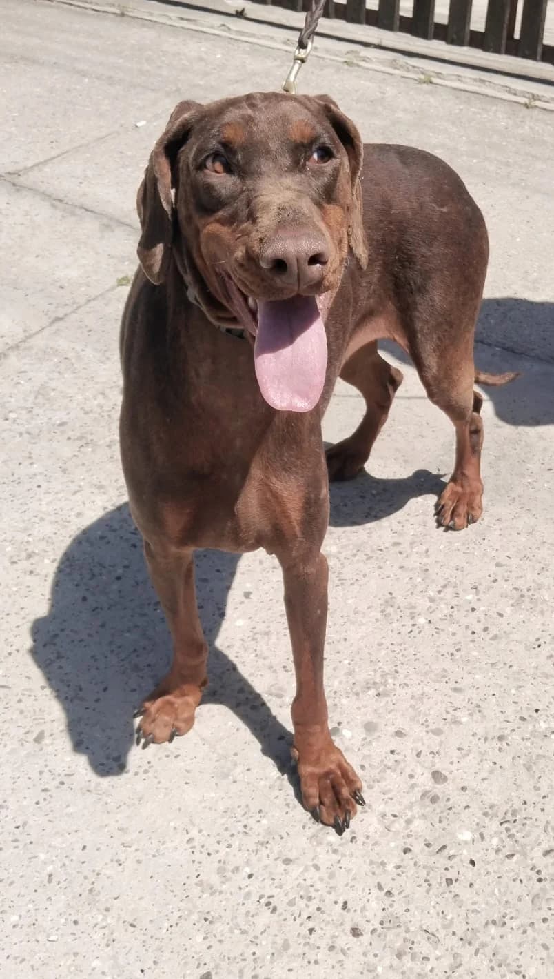 Tisza, female 3yo Doberman for adoption at Dobermann-Nothilfe Mudersbach, Mudersbach