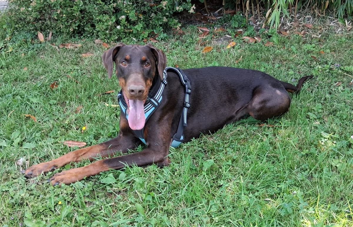 Externe Dobermann Amor, male 4yo Doberman for adoption at Dobermann-Nothilfe Mudersbach, Mudersbach