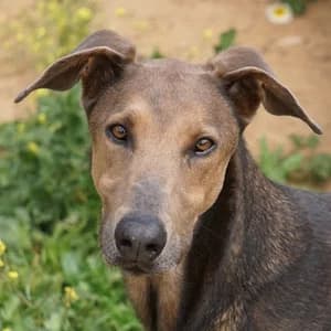 Externe Dobermann Apollo, male Doberman for adoption at Dobermann-Nothilfe Mudersbach, Mudersbach