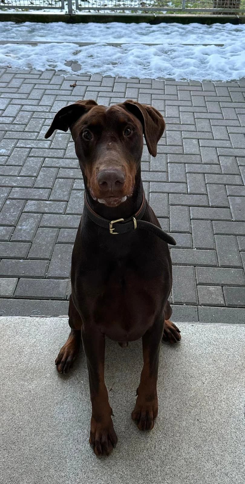Externe Dobermann Attila, male 6yo Doberman for adoption at Dobermann-Nothilfe Mudersbach, Mudersbach