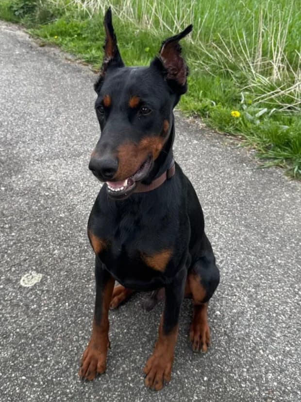 Enzo, male puppy Doberman for adoption at Dobermann-Nothilfe Mudersbach, Mudersbach