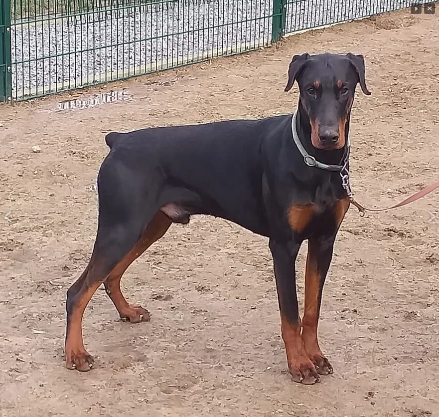 Externe Dobermann Ernie, male 6yo Doberman for adoption at Dobermann-Nothilfe Mudersbach, Mudersbach