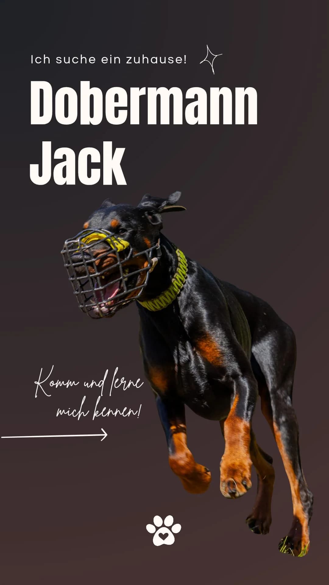 Jack, Doberman for adoption at Dobermann-Nothilfe Mudersbach, Mudersbach