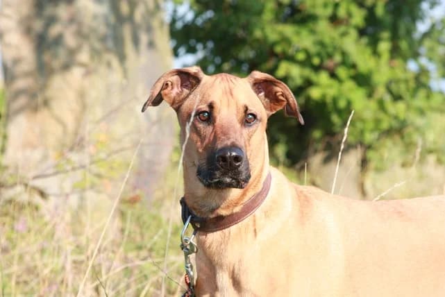 Externe Dobermann Junior, senior Doberman for adoption at Dobermann-Nothilfe Mudersbach, Mudersbach