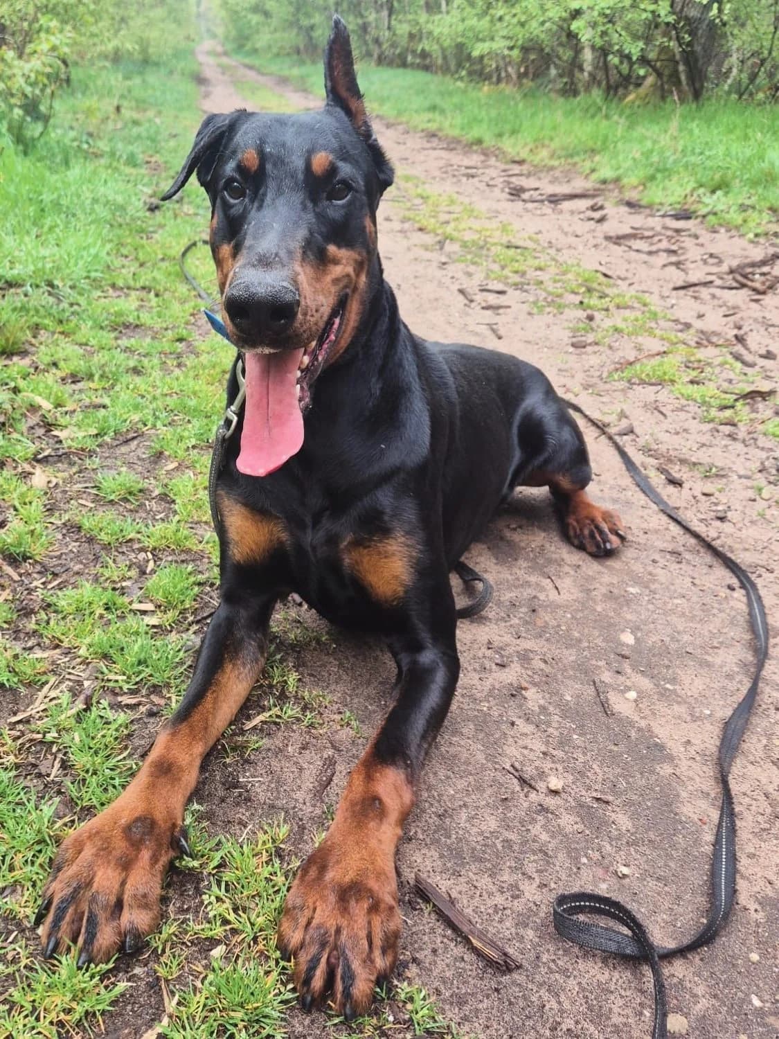 Externe Dobermann Loki, male Doberman for adoption at Dobermann-Nothilfe Mudersbach, Mudersbach