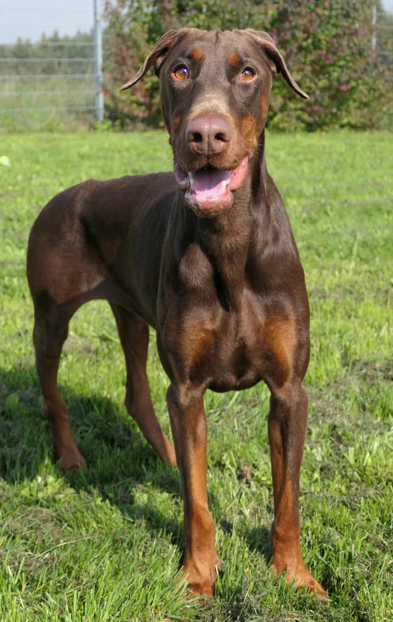 Externe Dobermann Maya, female 3yo Doberman for adoption at Dobermann-Nothilfe Mudersbach, Mudersbach