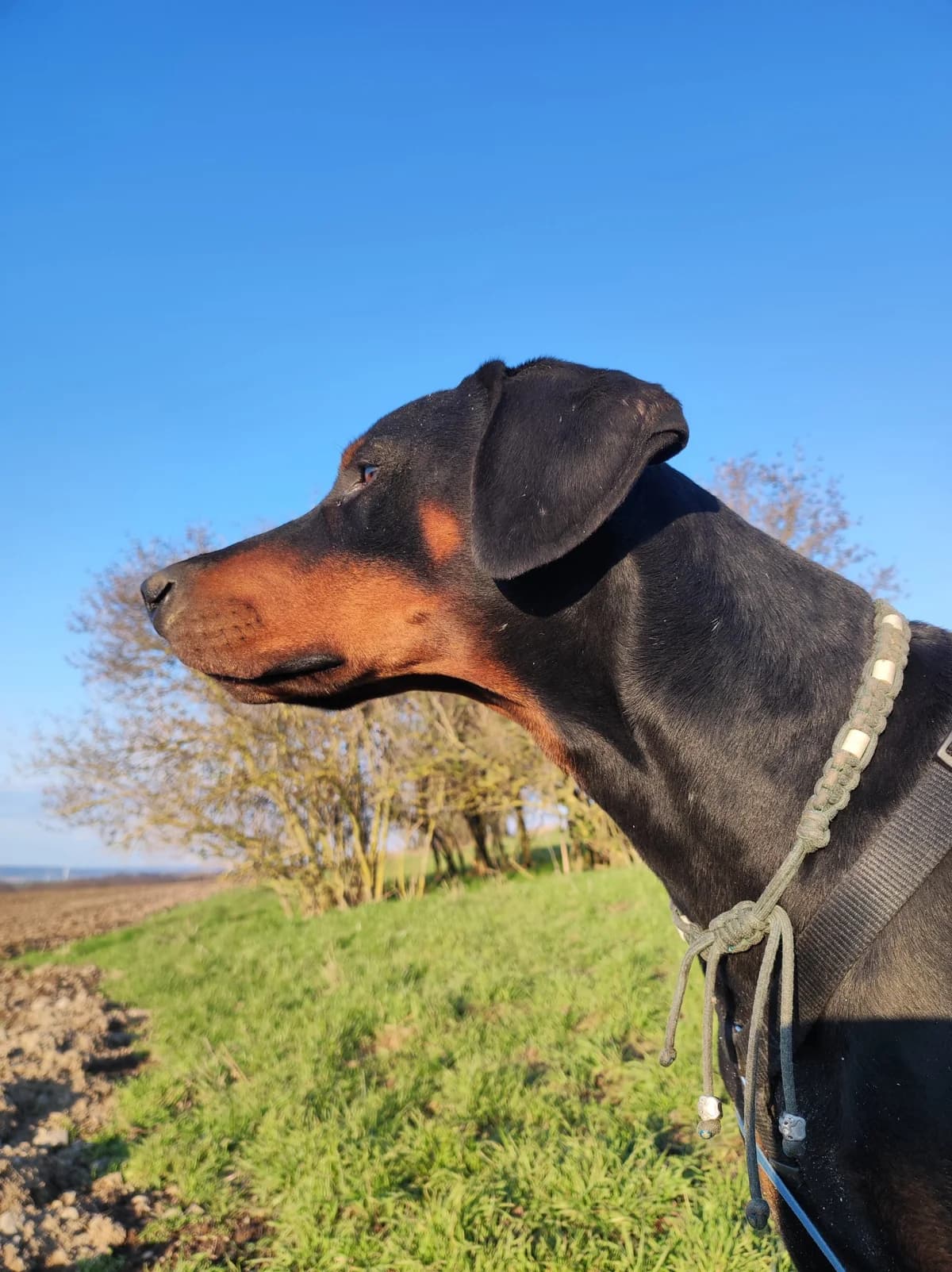 Externe Dobermann Mexx, male Doberman for adoption at Dobermann-Nothilfe Mudersbach, Mudersbach